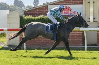 Emily Margaret (NZ) dominates the Listed NZB Insurance Stakes at Wingatui.